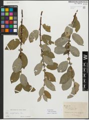 Foto von Salix myrsinifolia Salisb.